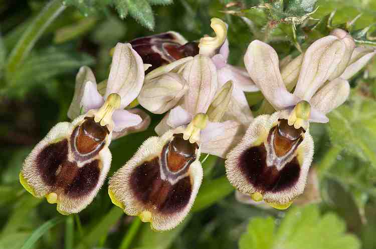 Ophrys tenthredinifera
