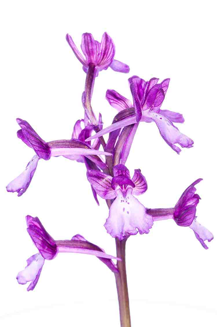 Orchis boryi