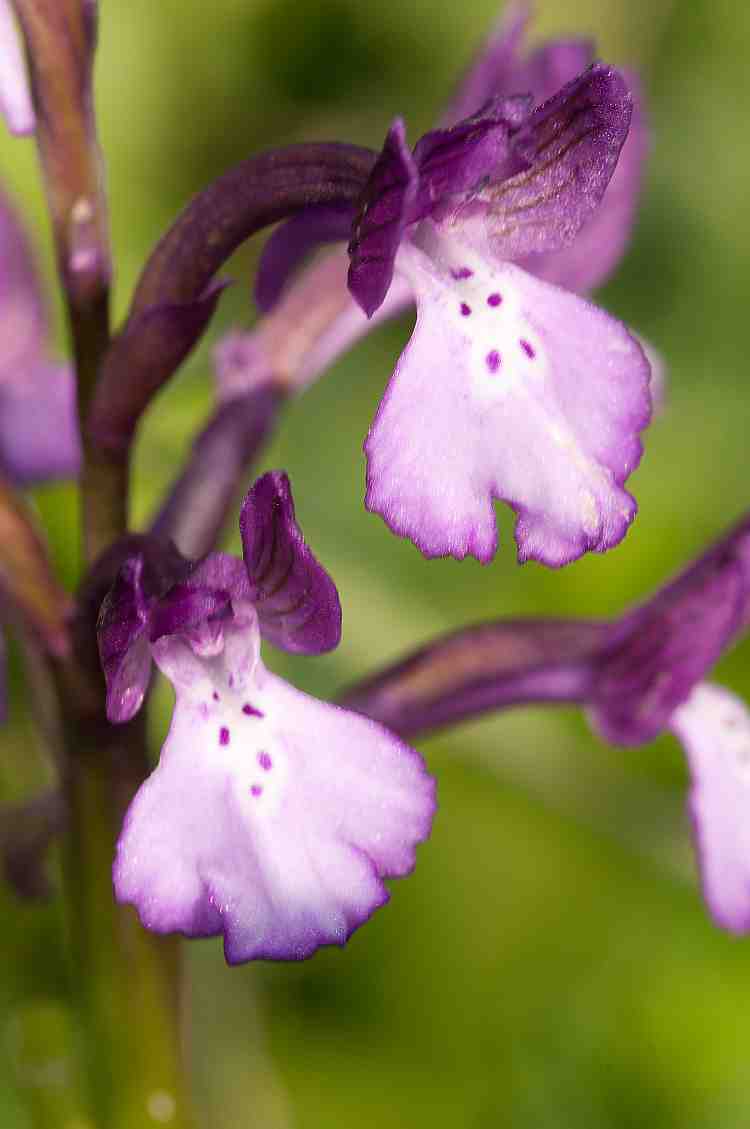 orchisboryi750davies.jpg