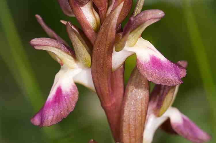 orchis collina