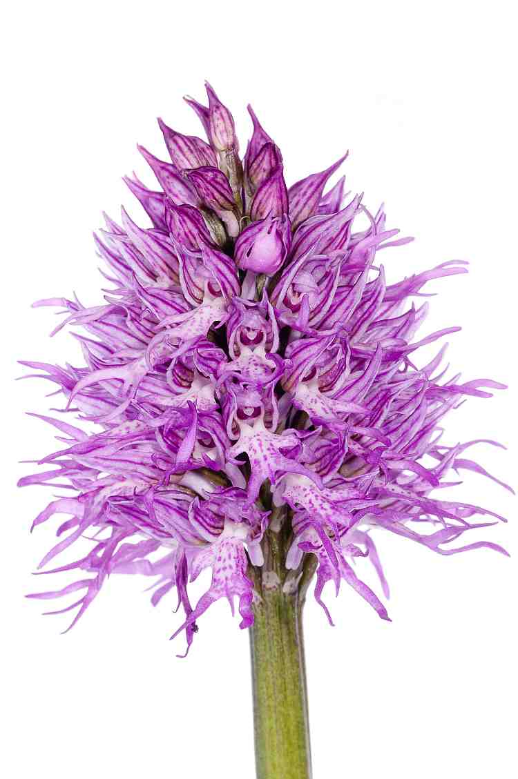 Orchis italica