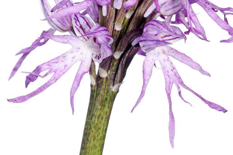 Orchis italica