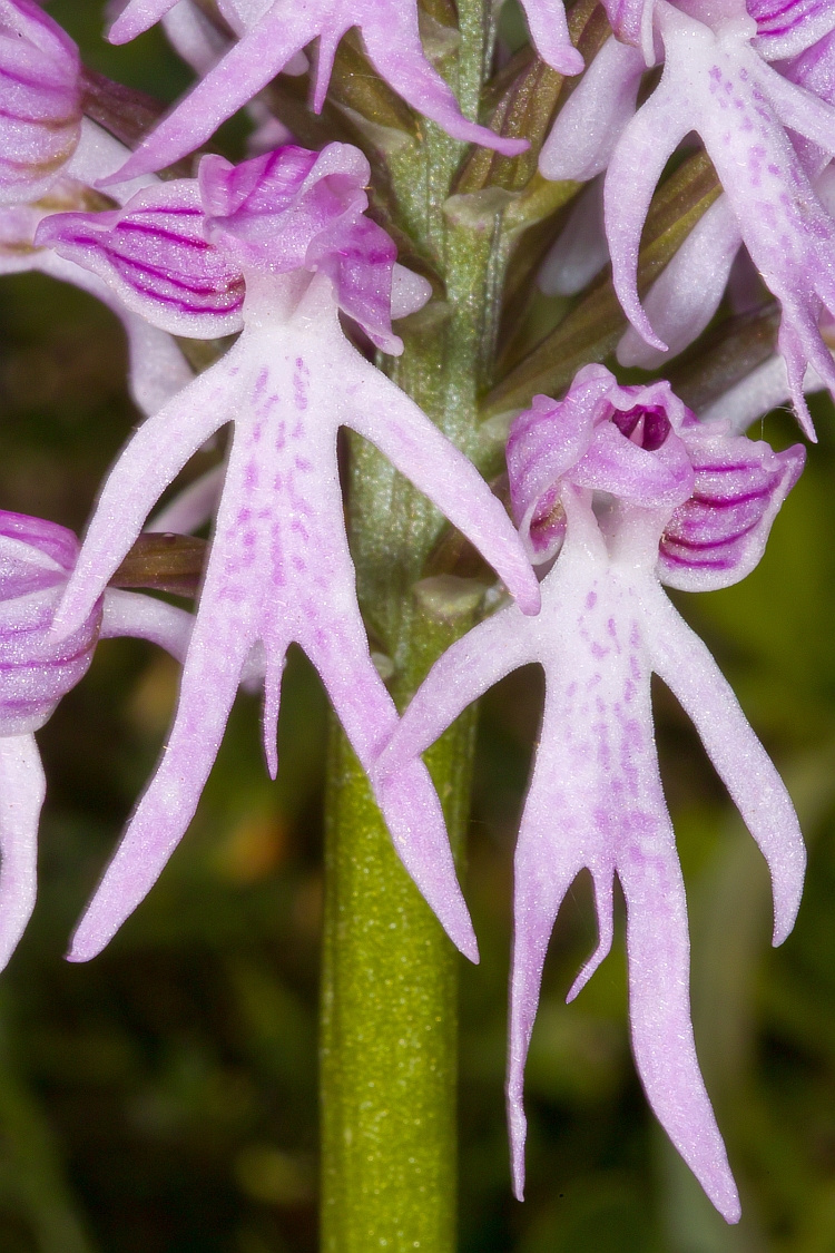 Orchis italica