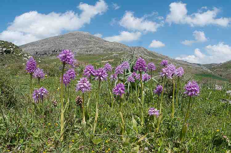 orchis italica landscape