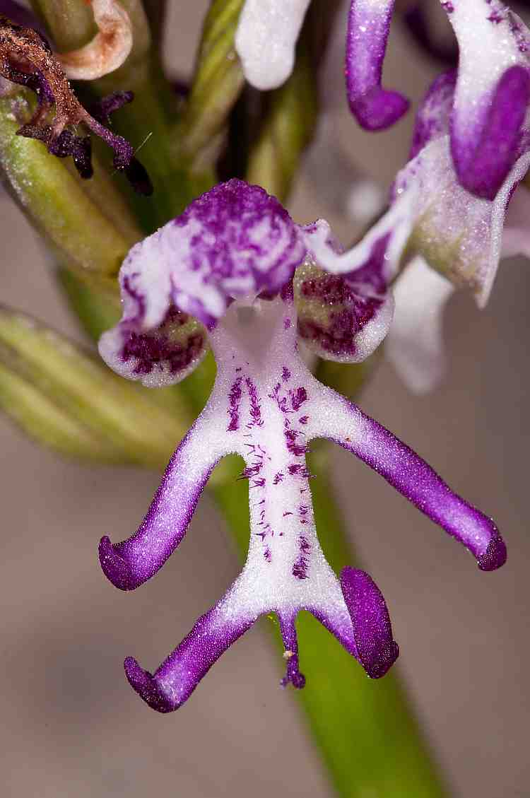 Orchis simia