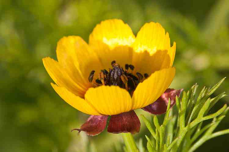 Adonis microcarpa