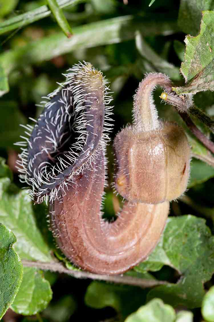 aristolochia cretica