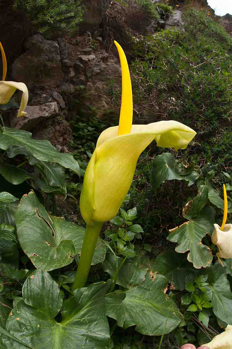 Arum creticum