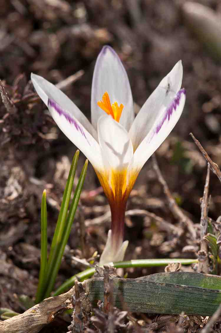 crocus sieberi ssp sieberi