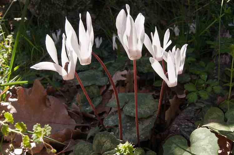 cyclamen creticum