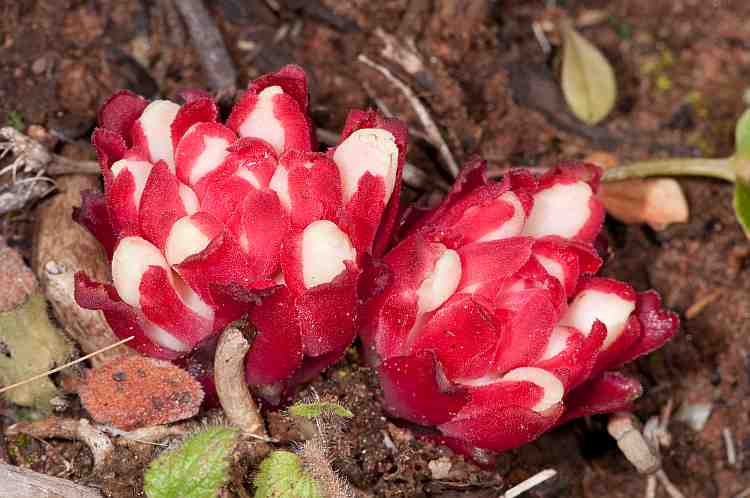 Cytinus hypocistus