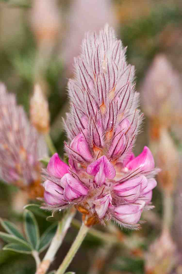 ebenus cretica