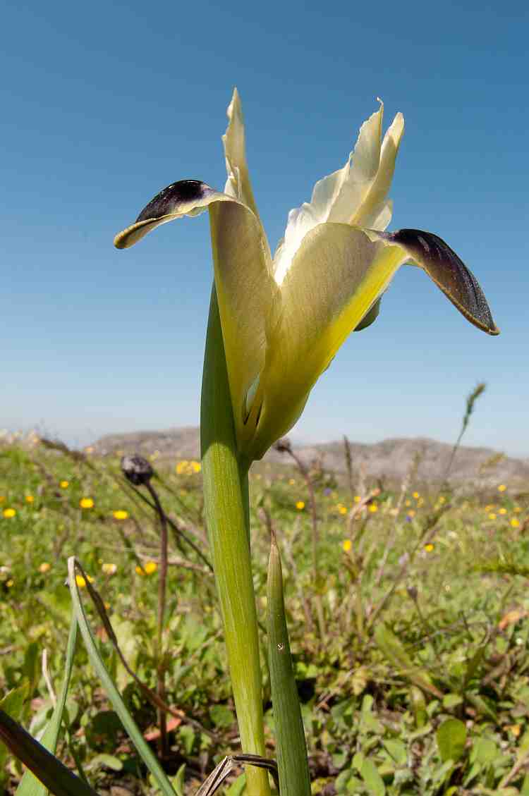 Hermodacytlis tuberosus