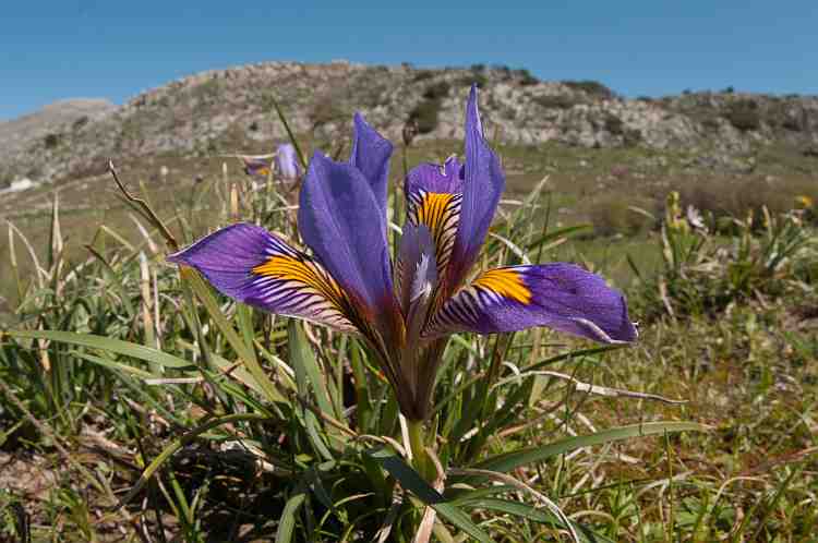 Iris cretensis