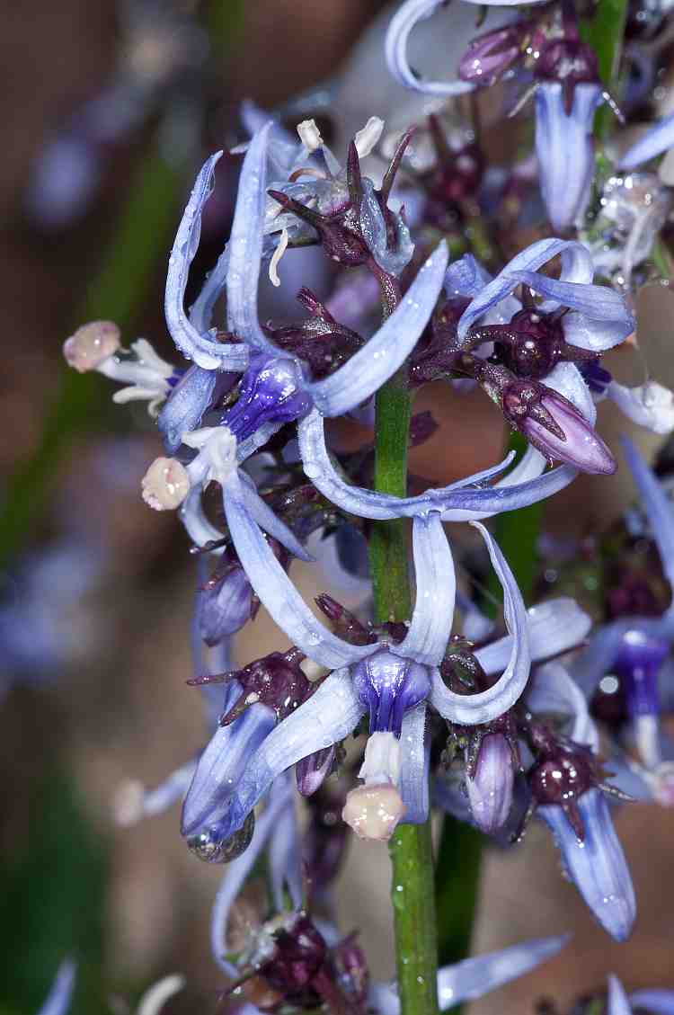 Petromarula pinnata