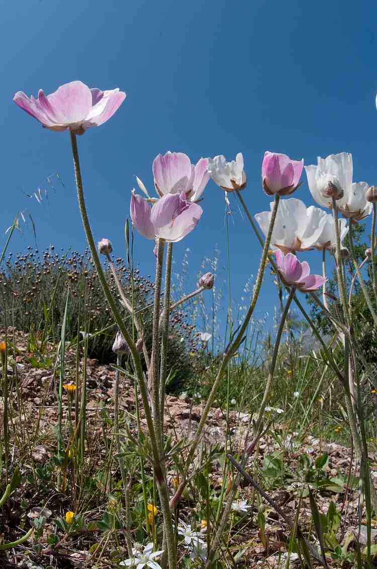ranuculus asiaticus