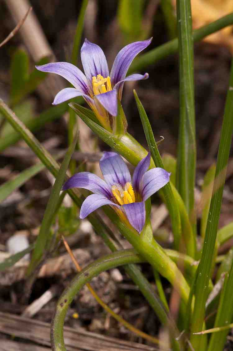 romulea_linaresii_ssp_graeca750davies.jpg