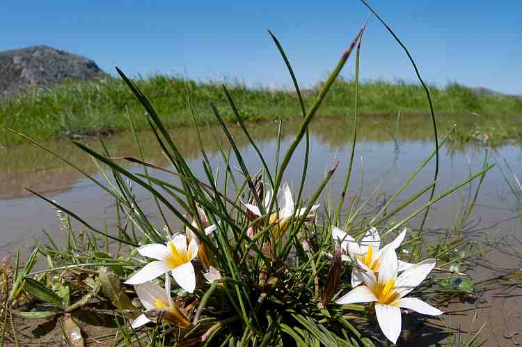Romulea bulbocodium