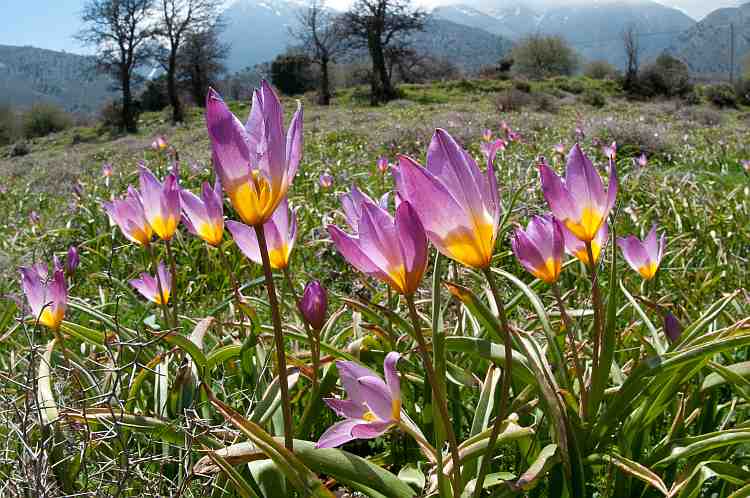 Tulipa bakeri
