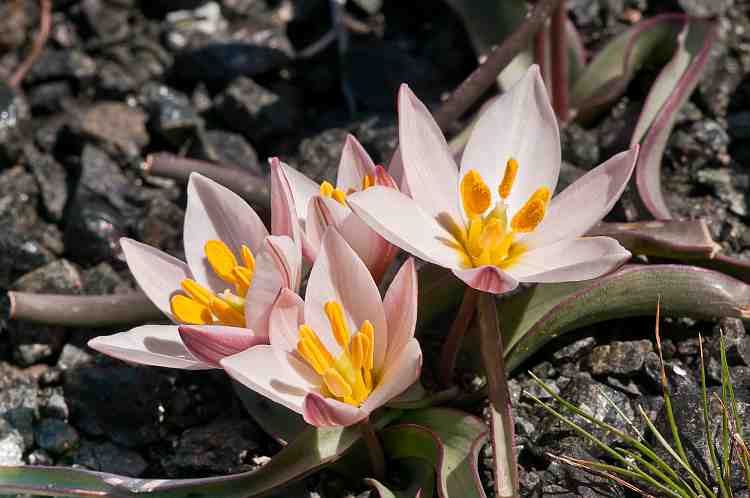 tulipa cretica