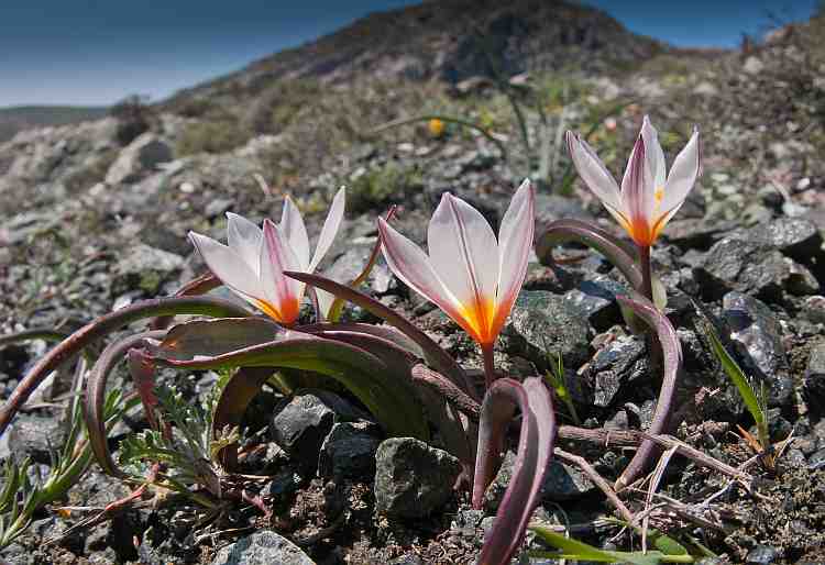 tulipa cretica