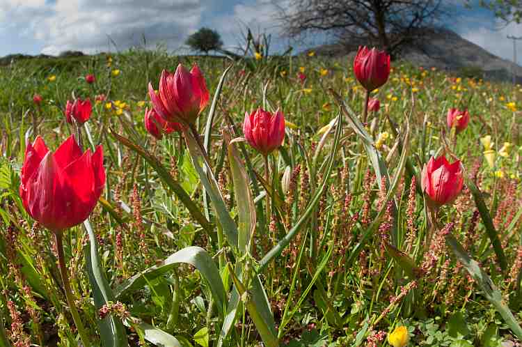 Tulipa doerfleri
