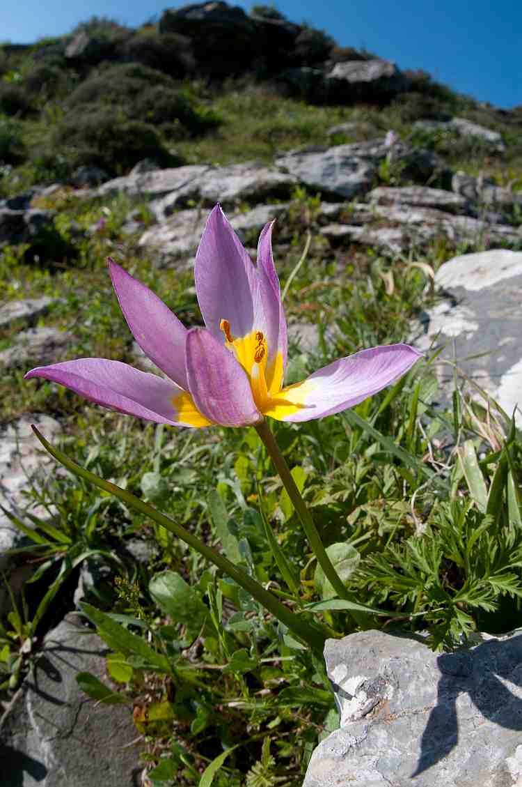 Tulipa saxatilis