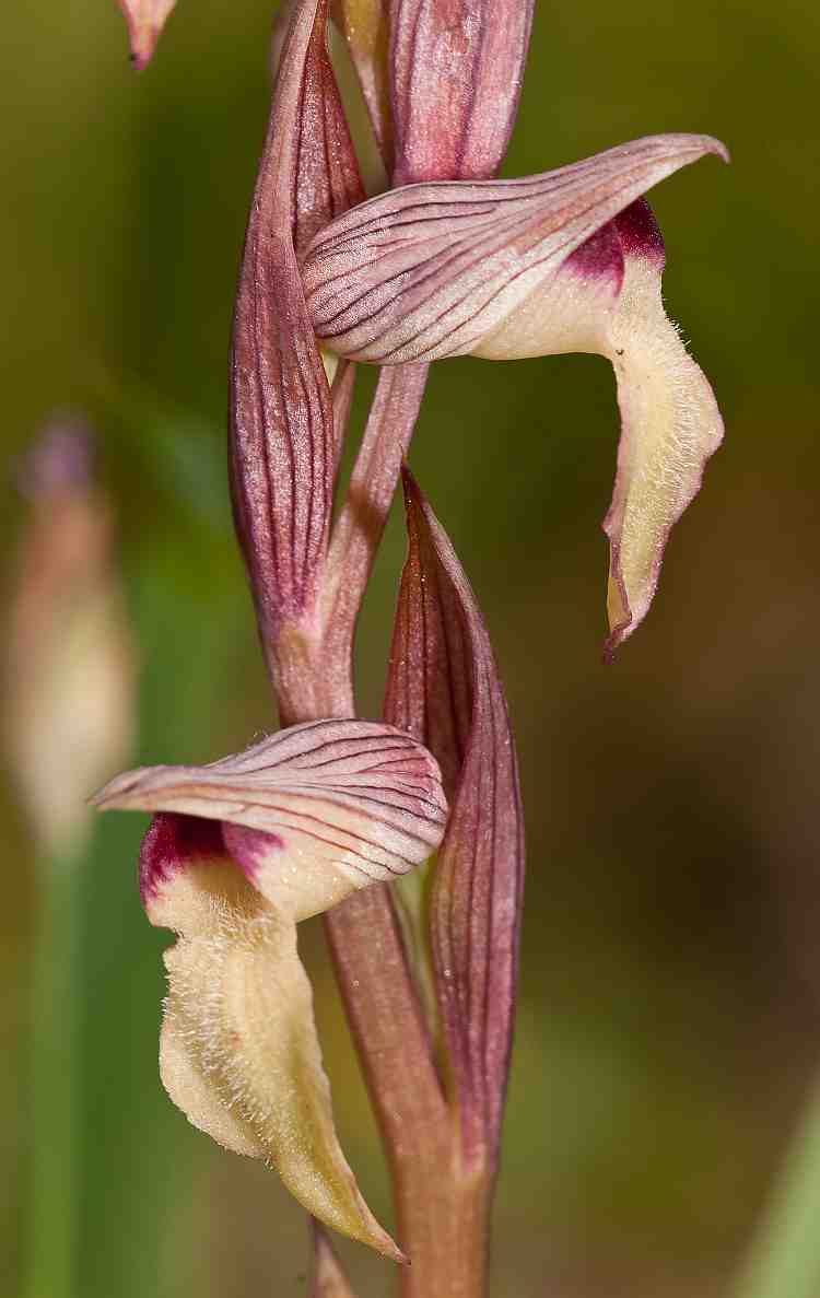 Serapias orientalis