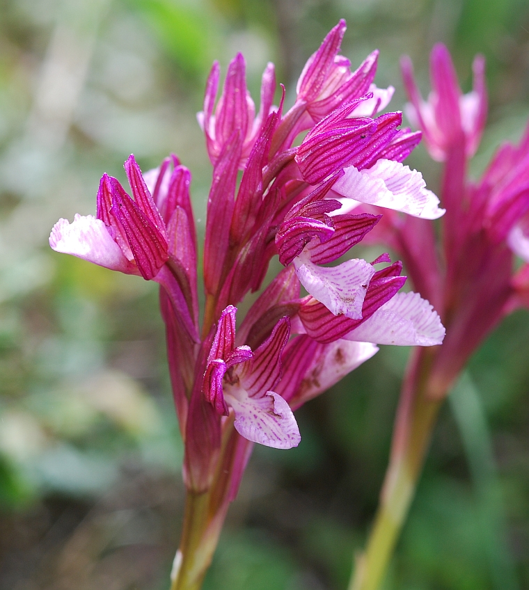 endemic o papilionacea alibertis