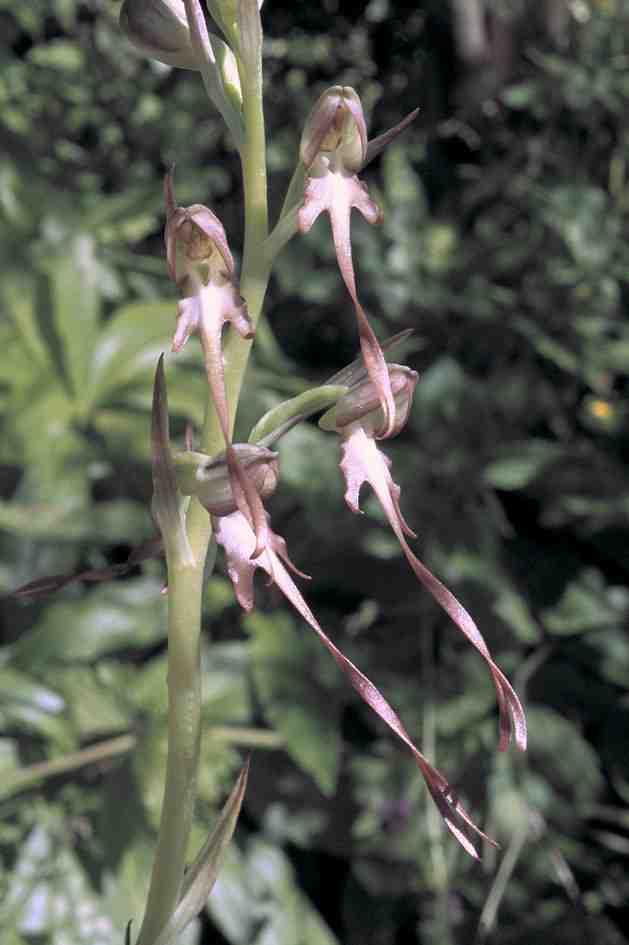 Himantoglossum samariense fielding.jpg