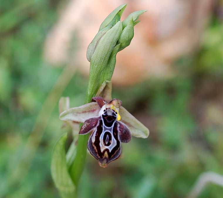 ophrys cretica