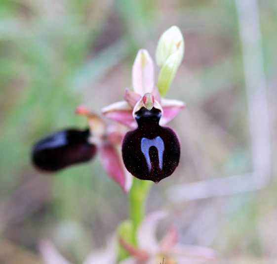ophrys ferrum-equinum