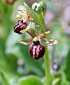 ophrys herae