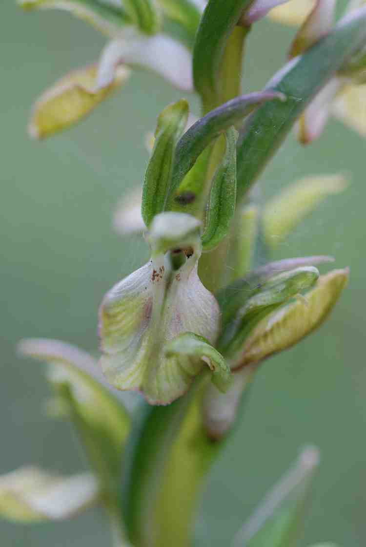 orchis collina