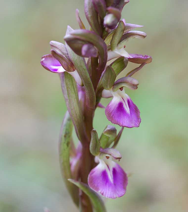 orchis collina