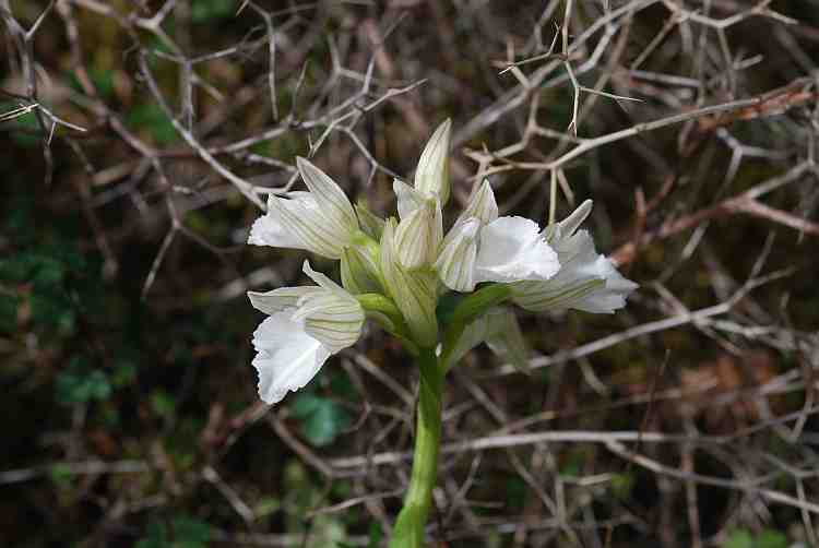 orchis papillionacea ssp heroica