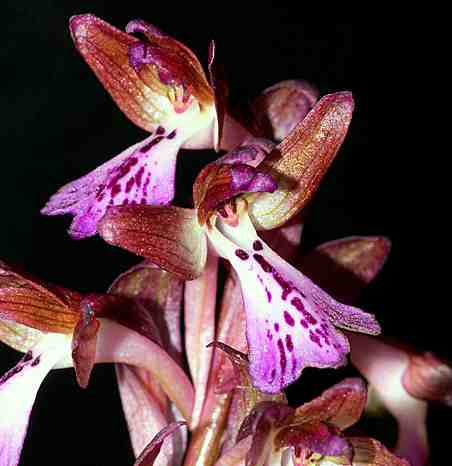 Orchis anatolica