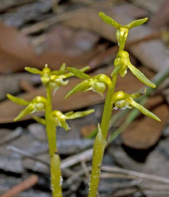 Genoplesium baueri var alba