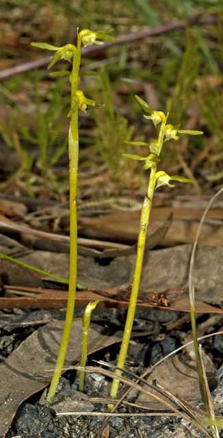 Genoplesium baueri var alba