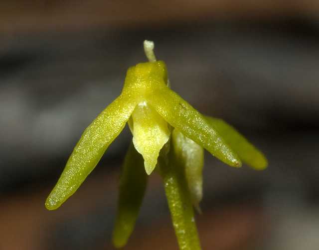 Genoplesium baueri var alba