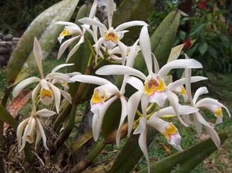 Cattleya iricolor