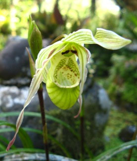 Phragmipedium pearcei