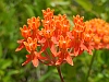 asclepias tuberosa
