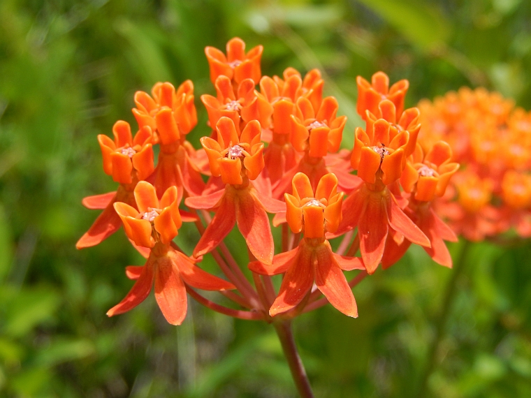 asclepias tuberosa