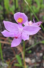 calopogon tuberosus