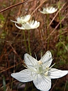 parnassia caroliniana