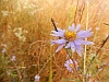 symphyotrichu grandiflorum