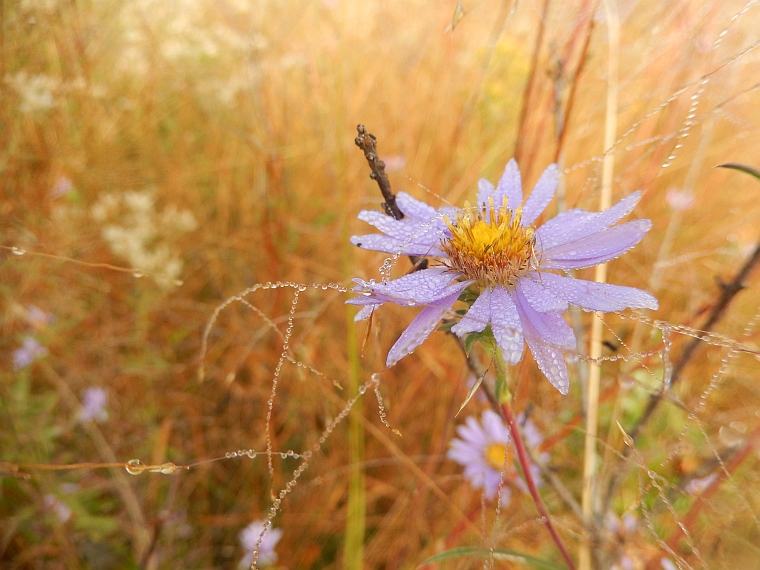 symphyotrichum grandiflorum